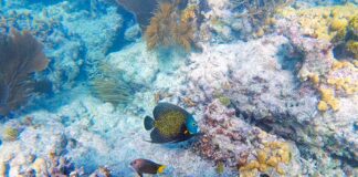 How To Use a Snorkel Sombrero Reef Angel Fish