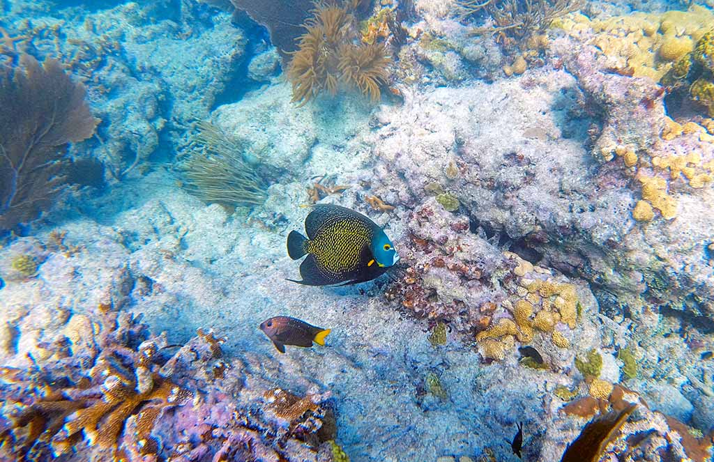 Sombrero Reef Angel Fish