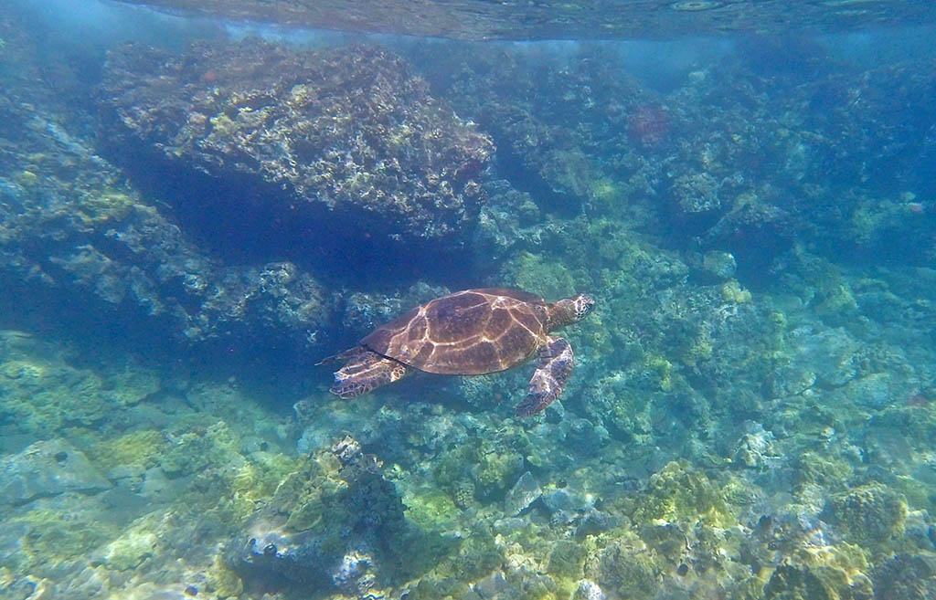 Snorkeling with Sea Turtle in Maui