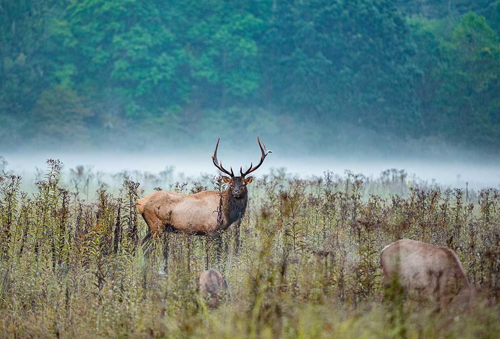 Elk Rut in Cataloochee Valley North Carolina