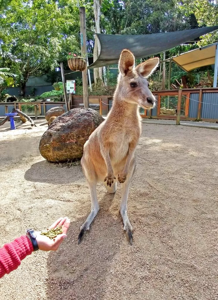 Kangaroo at Kuranda Koala Gardens