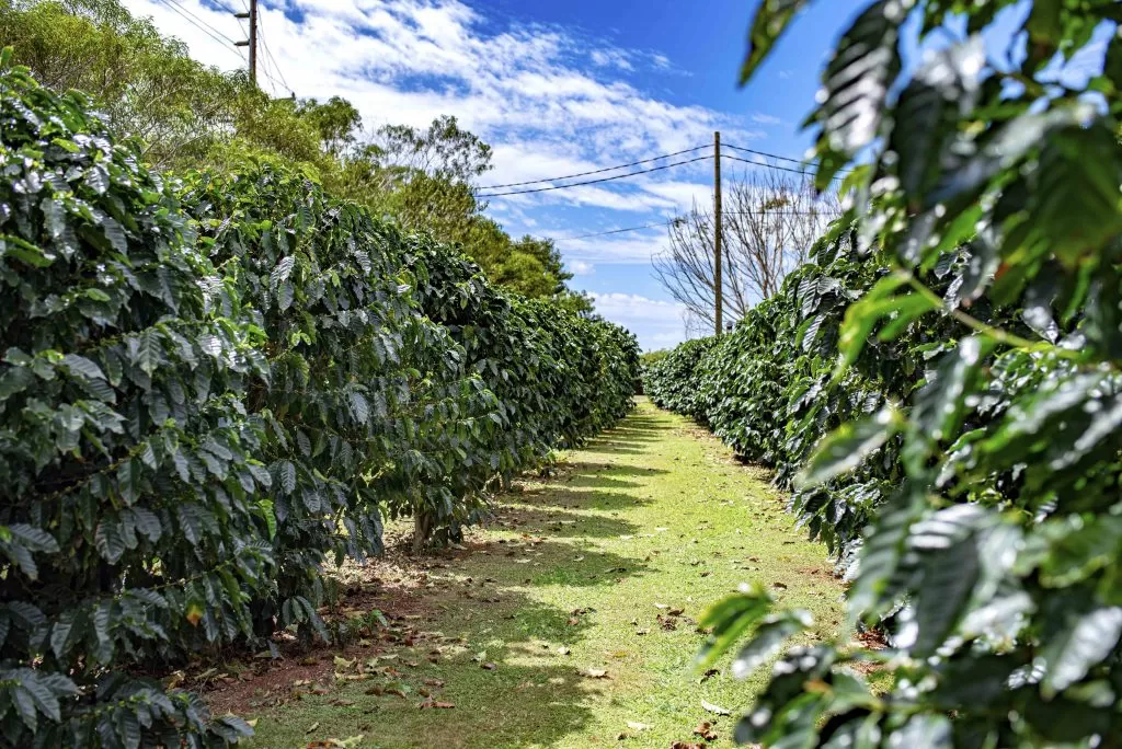 Green World Coffee Farm Grove