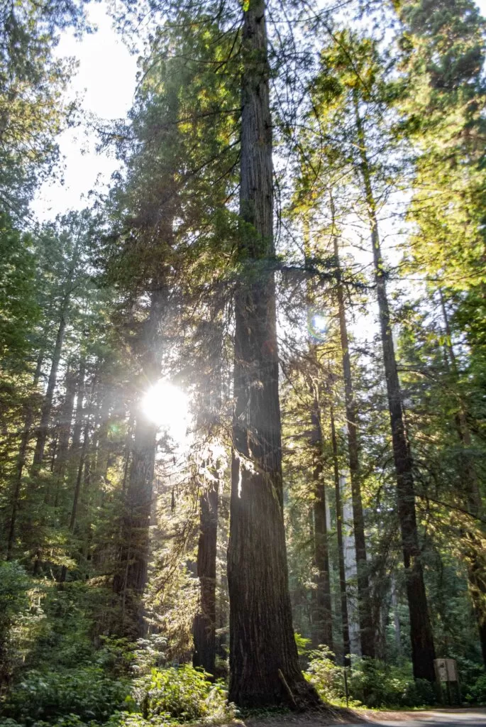 Redwood National Park California Road Trip