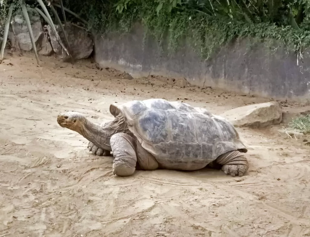 San Diego Zoo Tortoise