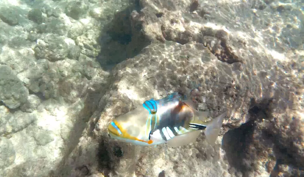 Humuhumunukunukuapua`a Hawaii state fish snorkeling in Oahu