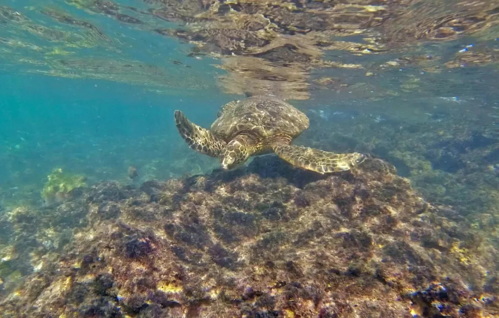 sea turtle snorkeling in Oahu