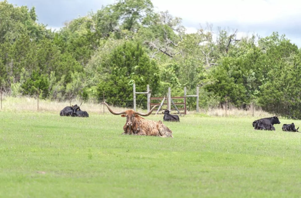 Texas Hill Country Longhorn
