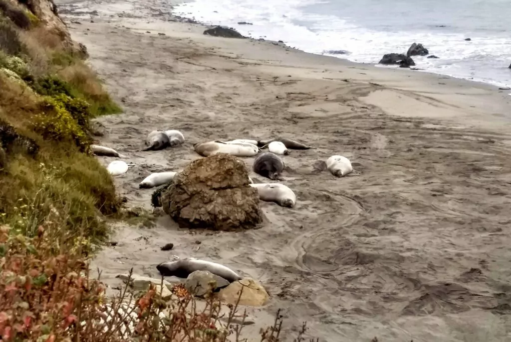 Friends of the Elephant Seals