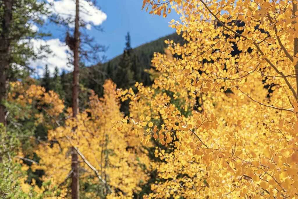 Colorado Aspen Leaves
