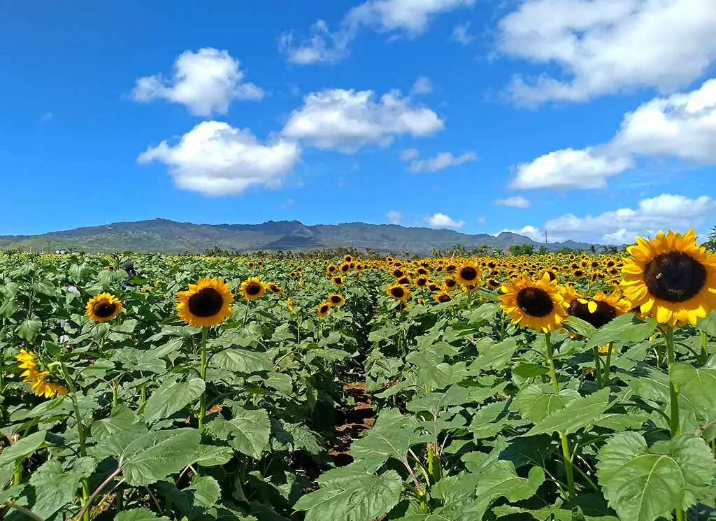 Aloun Farms Sunflower Field Oahu